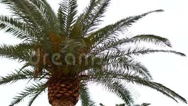 棕榈树。 黑山枣树。